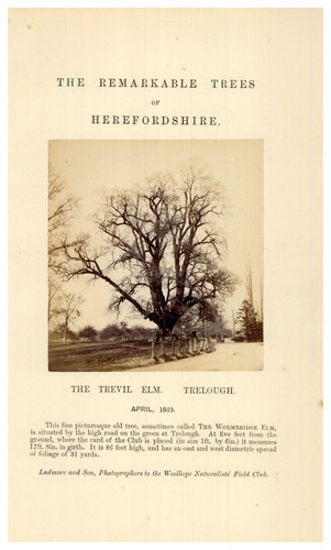 England trelough tree - tree, "the